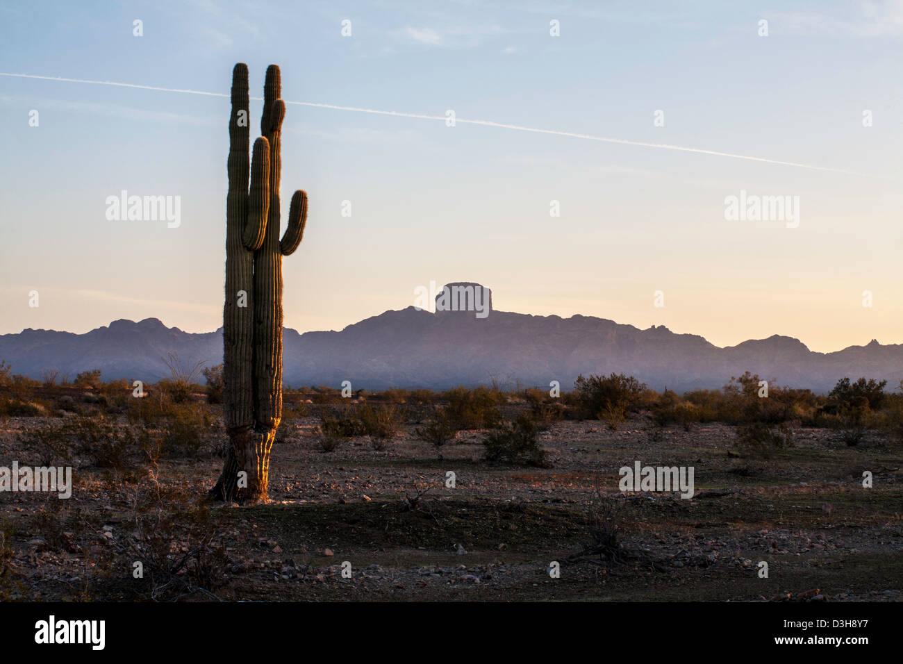 Castello cupola e cactus Saguaro all'alba Foto Stock