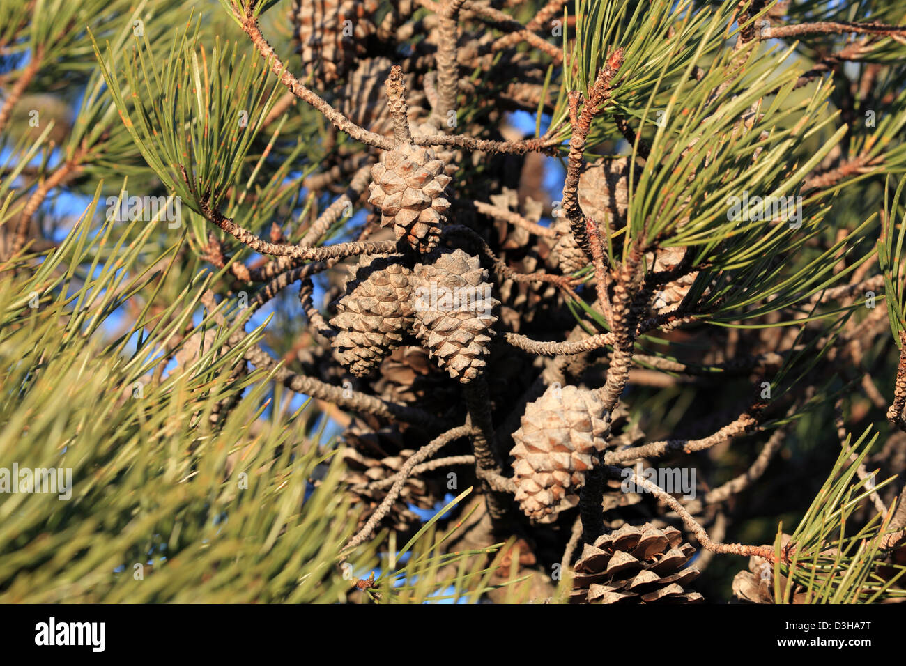 Pietra Mediterranea di pino coni fir Foto Stock