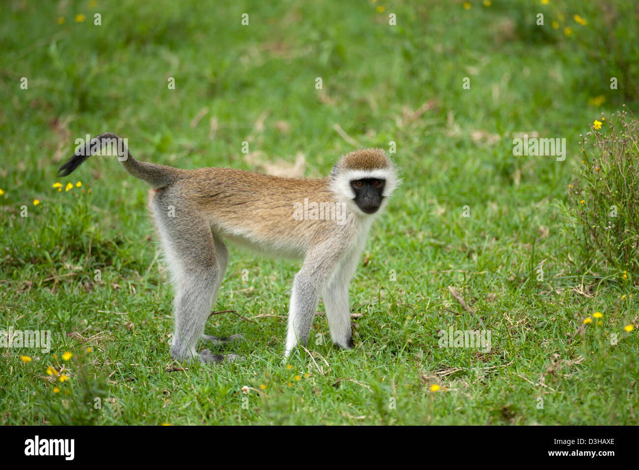 Vervet monkey (Cercopithecus aethiops), Crescent isola santuario di gioco sul lago Naivasha, Kenya Foto Stock