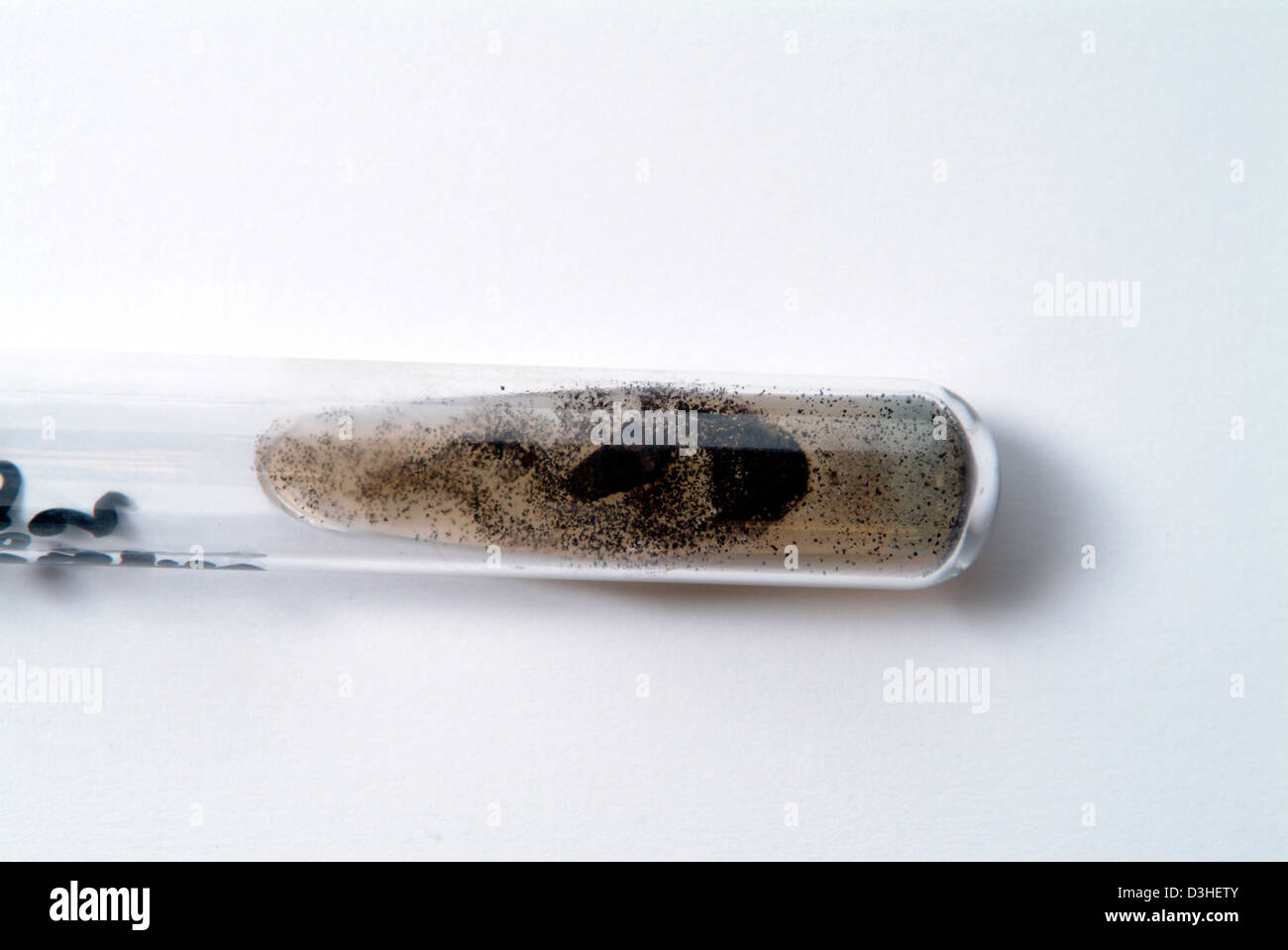 ASPERGILLUS NIGER Foto Stock