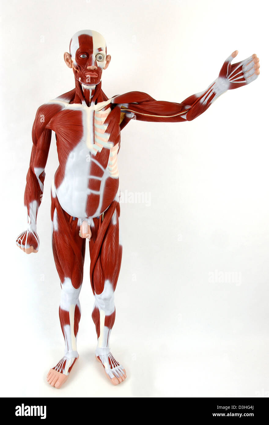 ANATOMIA, MUSCOLO Foto Stock