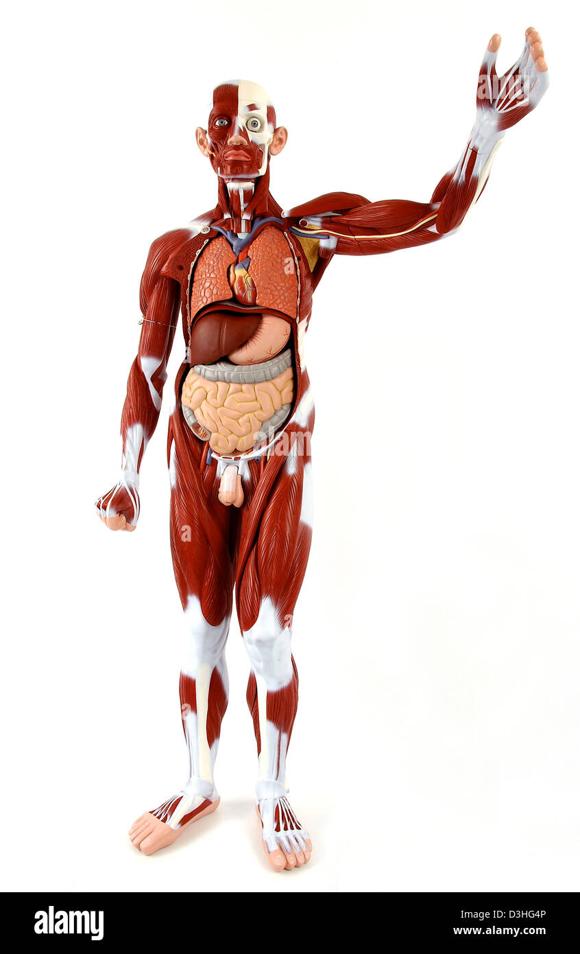 ANATOMIA, MUSCOLO Foto Stock