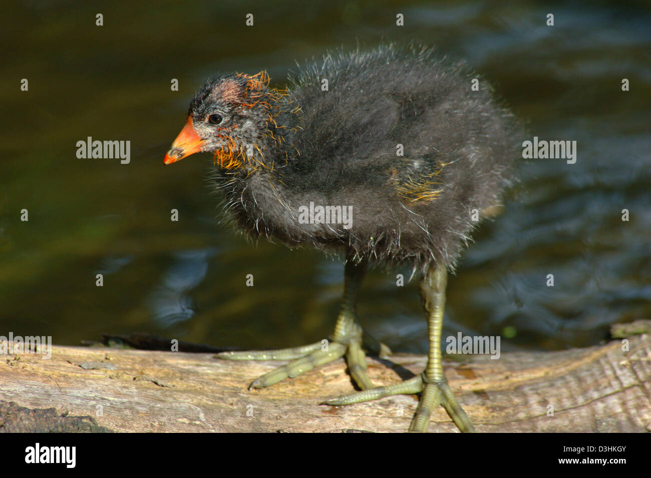 Coot chick, Crystal Springs Rhododendron Gardens, Portland, Oregon Foto Stock