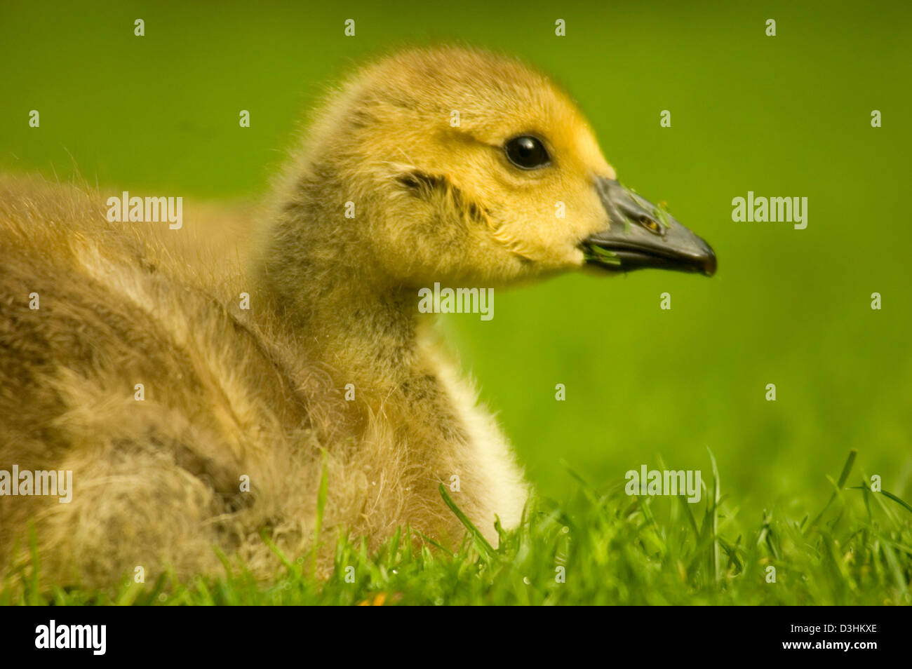 Canada Goose pulcino, Crystal Springs Rhododendron Gardens, Portland, Oregon Foto Stock