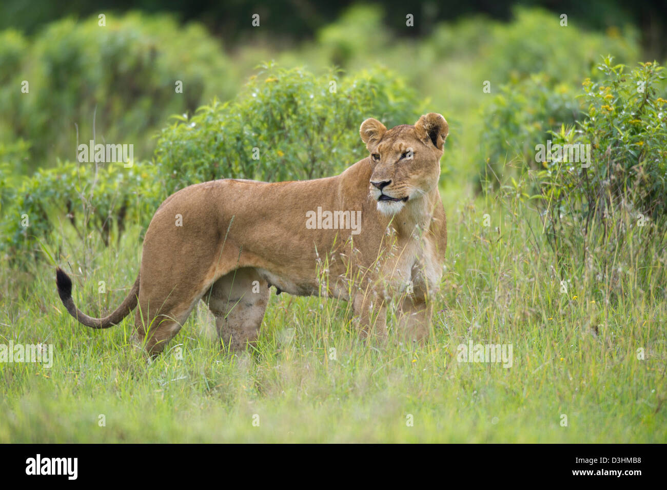 Lion (Panthero leo), Ol Pejeta Wildlife Conservancy, Laikipia, Kenya Foto Stock