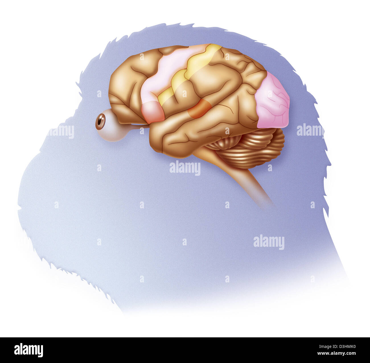 Cervello di scimpanzé, disegno Foto Stock