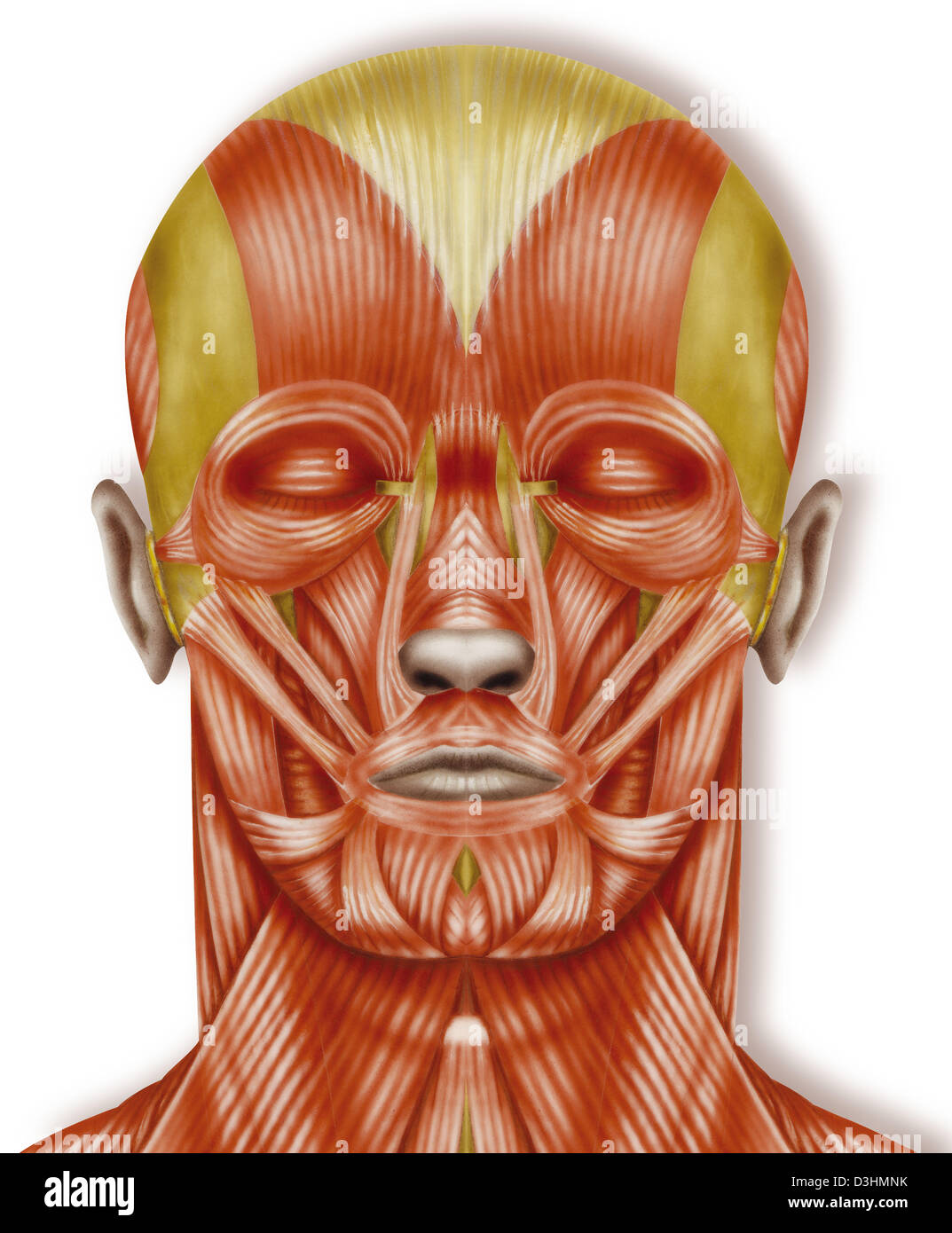 MUSCOLO, DISEGNO Foto Stock