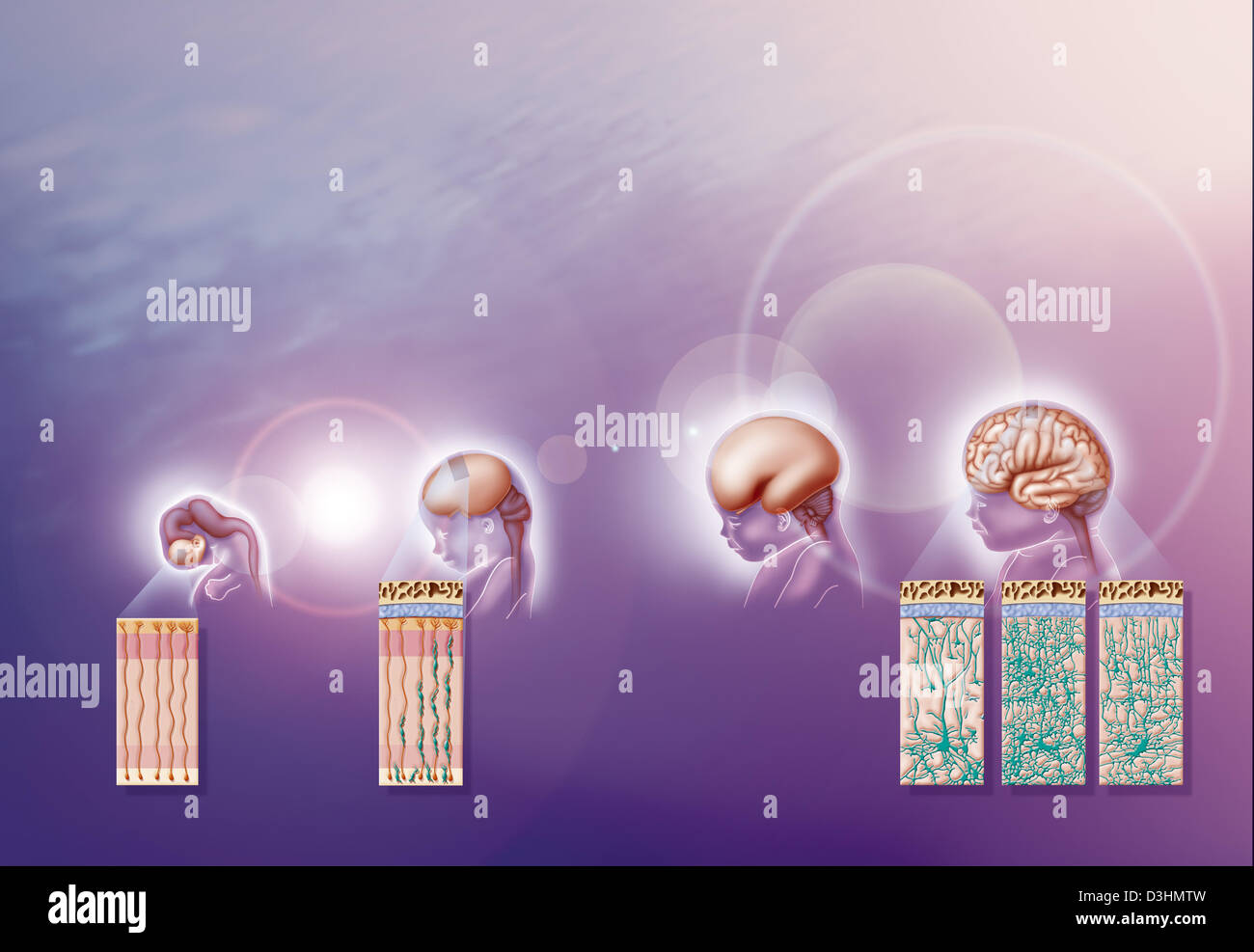 ILLUSTRAZIONE DEL CERVELLO Foto Stock