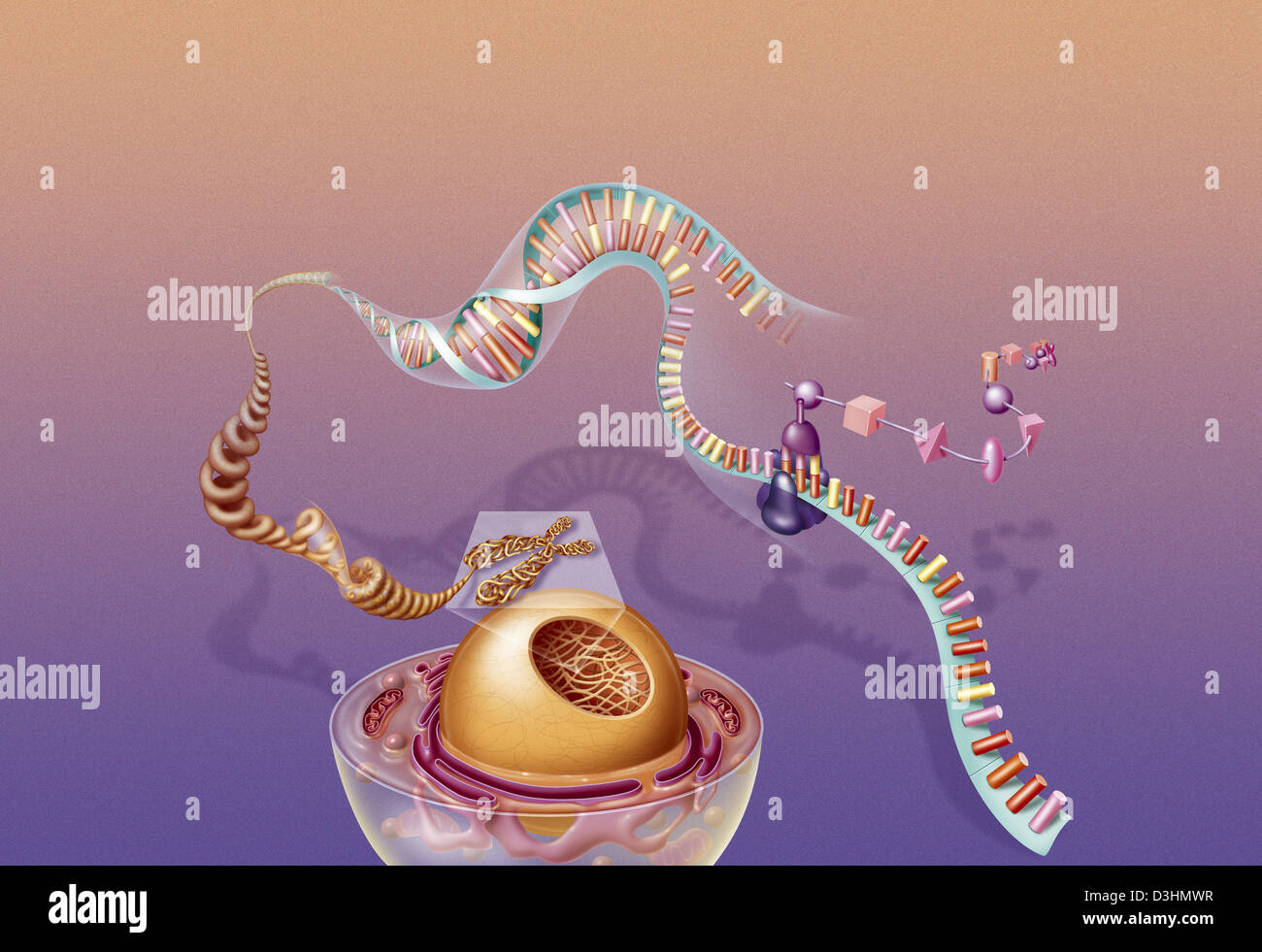 COMPATTAZIONE DEL DNA Foto Stock