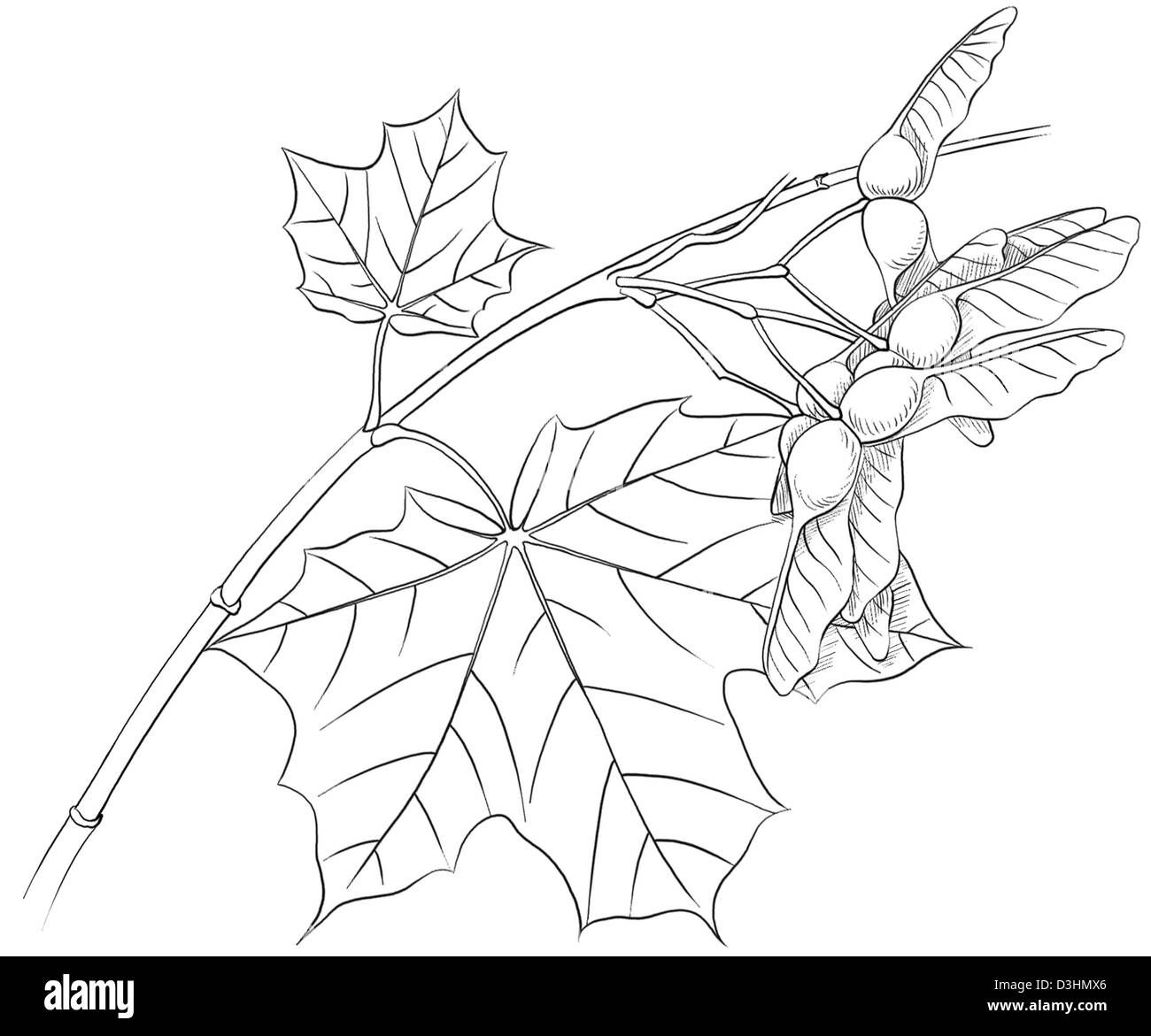 Norvegia Maple, disegno Foto Stock