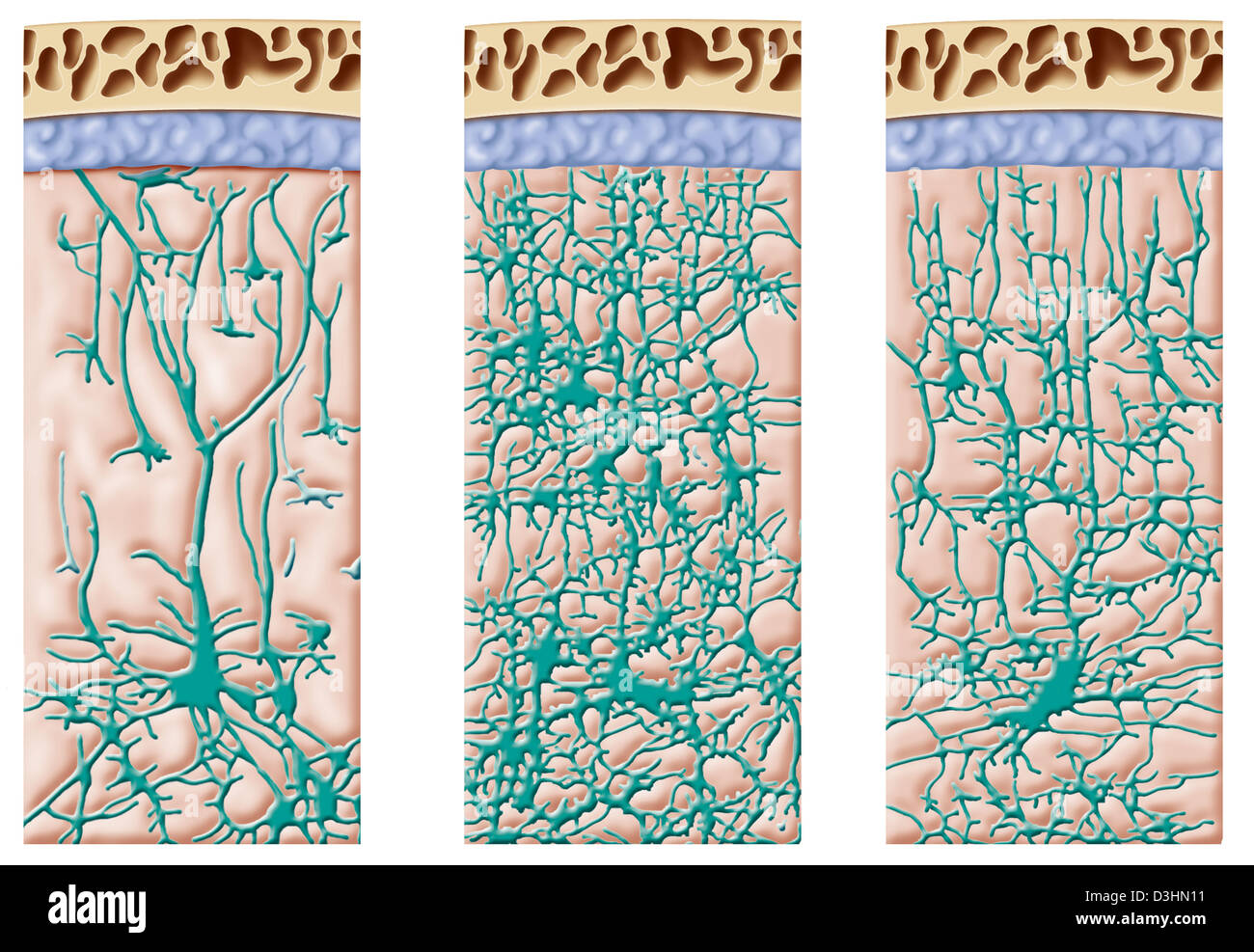 ILLUSTRAZIONE DEL CERVELLO Foto Stock