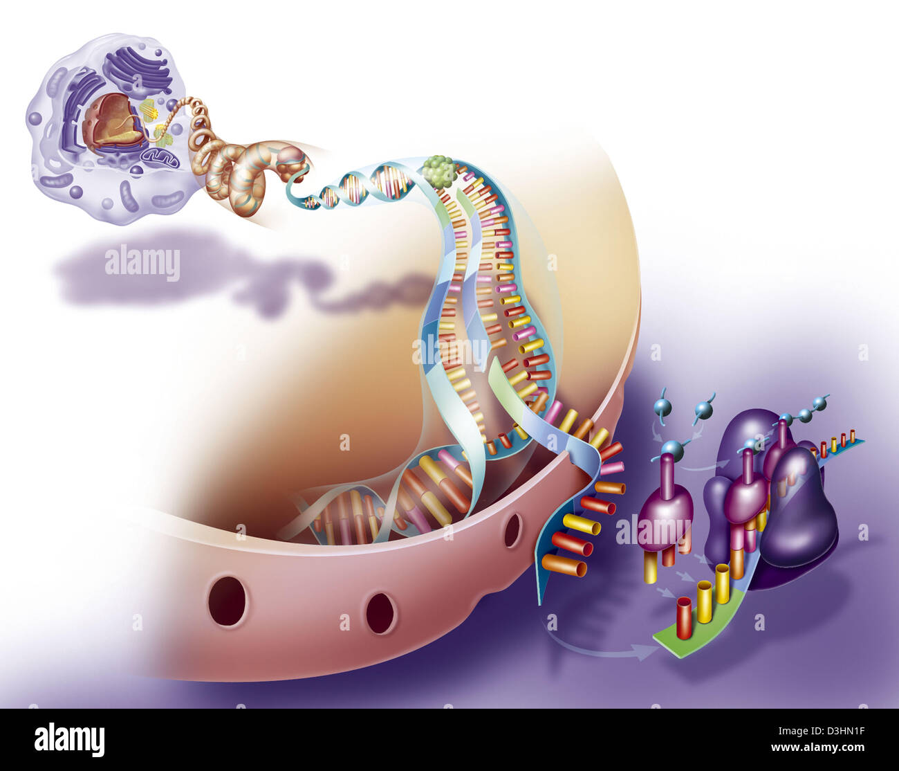 La sintesi proteica, disegno Foto Stock