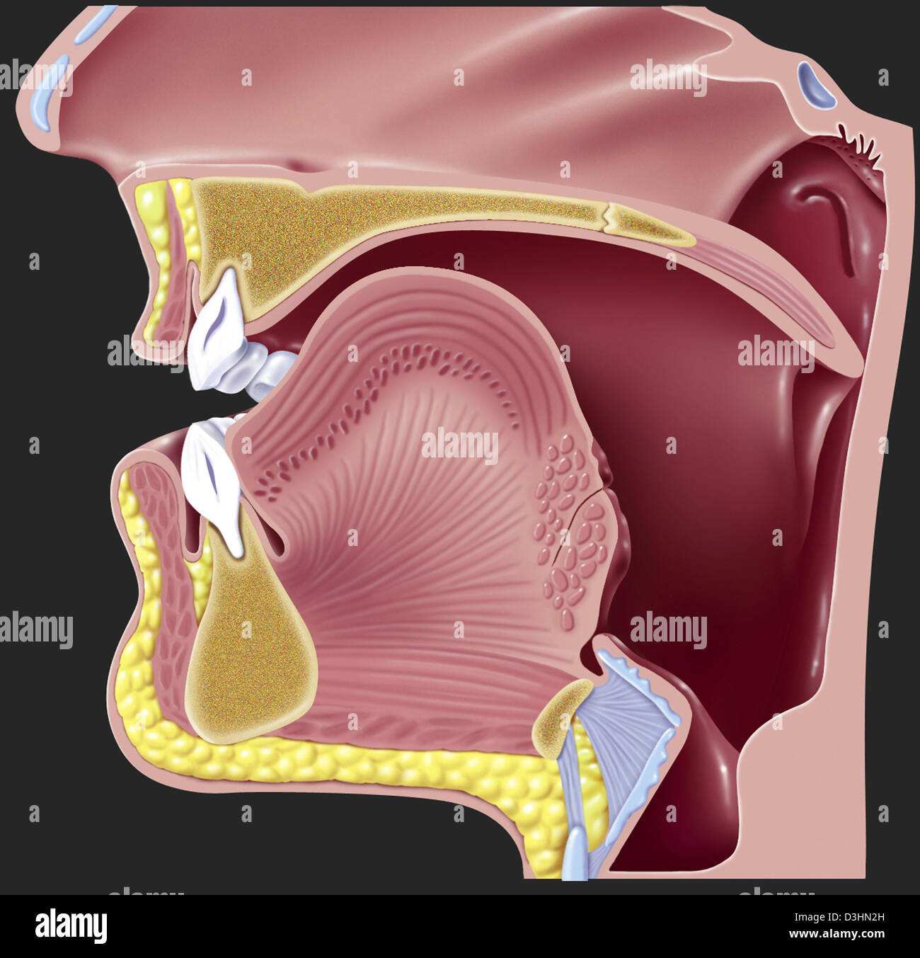 La fonazione, disegno Foto Stock