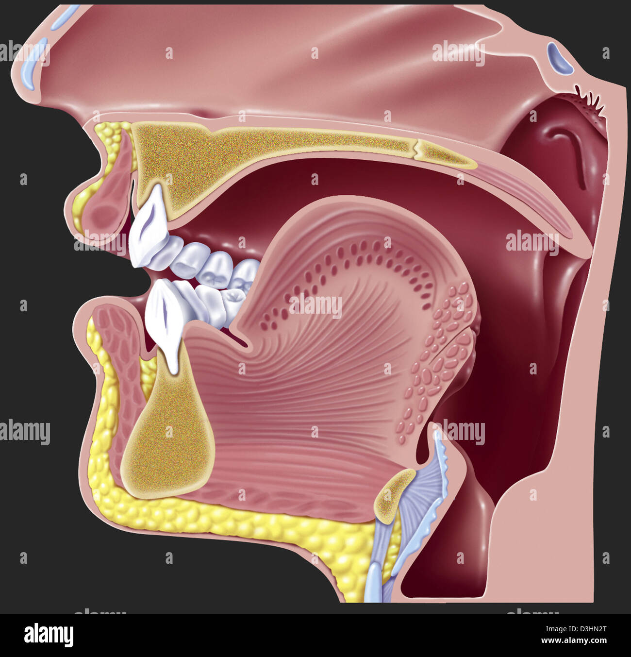 La fonazione, disegno Foto Stock