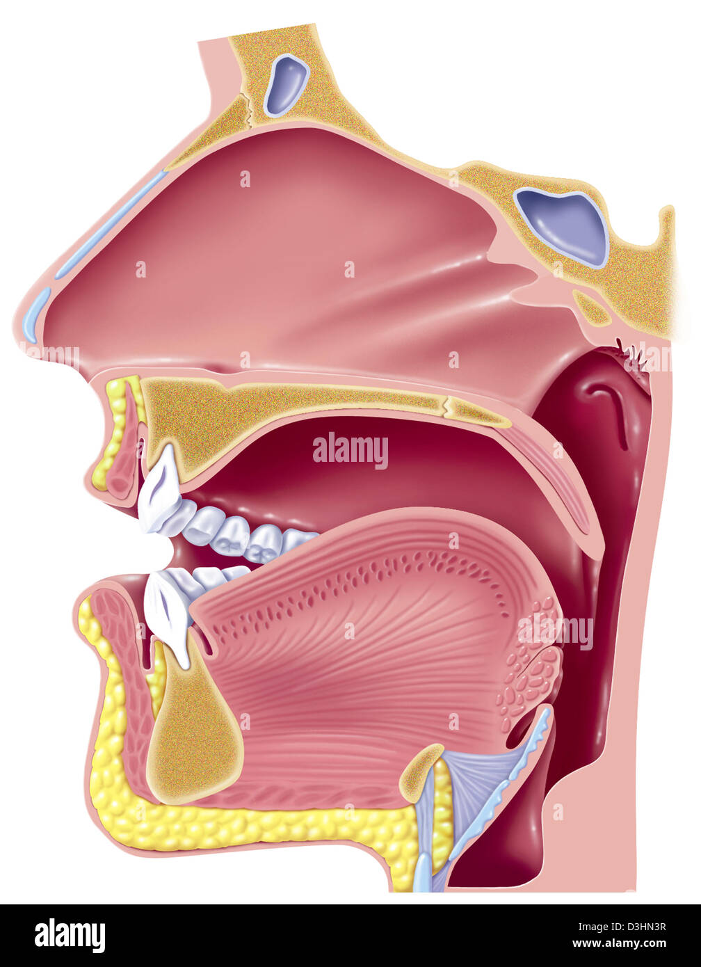 La fonazione, disegno Foto Stock