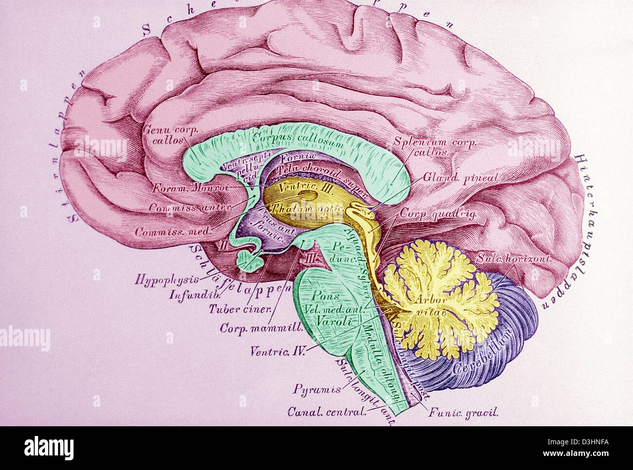 ILLUSTRAZIONE DEL CERVELLO Foto Stock