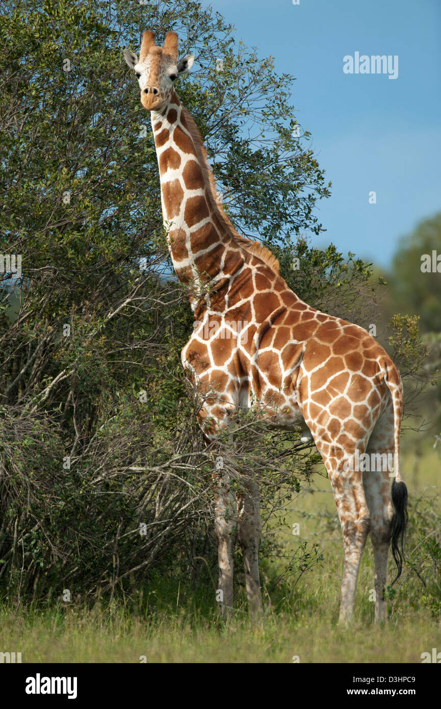 Giraffa reticolata ( Giraffa camelopardalis reticulata), Ol Pejeta Wildlife Conservancy, Laikipia, Kenya Foto Stock