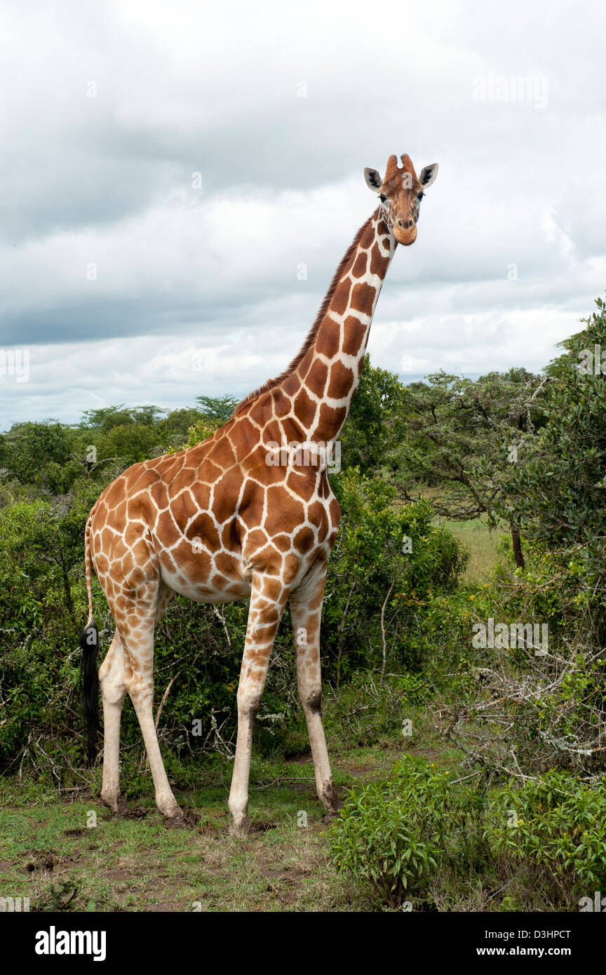 Giraffa reticolata ( Giraffa camelopardalis reticulata), Ol Pejeta Wildlife Conservancy, Laikipia, Kenya Foto Stock