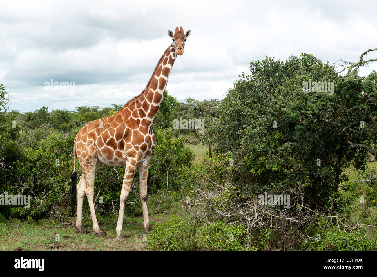 Giraffa reticolata ( Giraffa camelopardalis reticulata), Ol Pejeta Wildlife Conservancy, Laikipia, Kenya Foto Stock