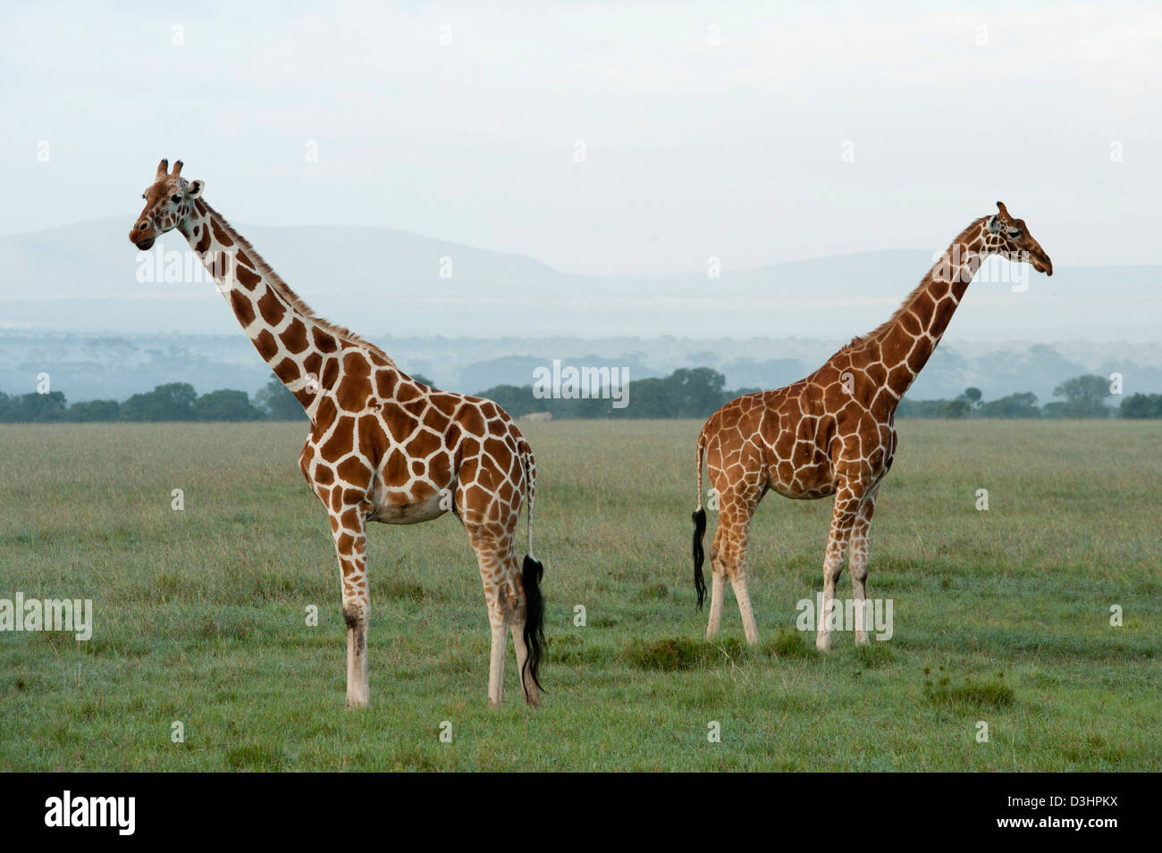 Le giraffe reticolate ( Giraffa camelopardalis reticulata), Ol Pejeta Wildlife Conservancy, Laikipia, Kenya Foto Stock