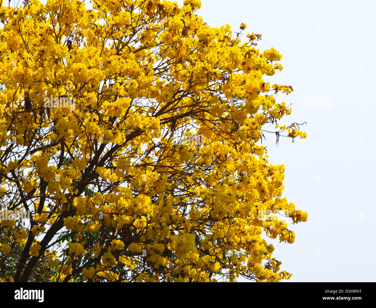 Tabebuia chrysotricha (Mart. ex DC.) Standl, Chiang Rai, Thailandia Foto Stock