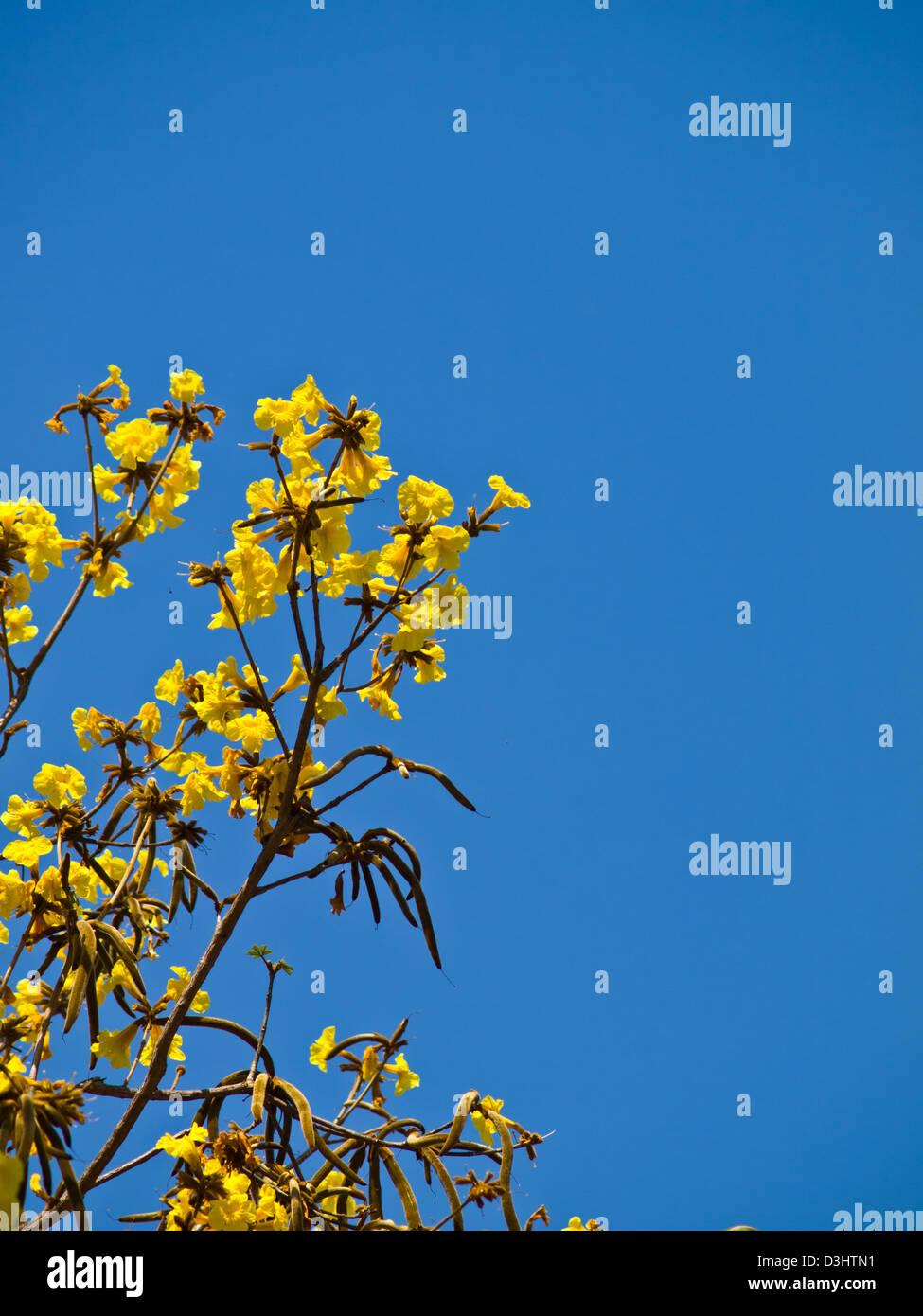 Tabebuia chrysotricha (Mart. ex DC.) Standl, Chiang Rai, Thailandia Foto Stock