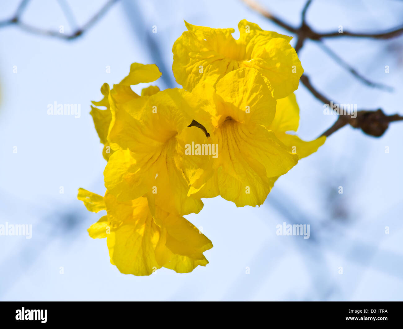 Tabebuia chrysotricha (Mart. ex DC.) Standl, Chiang Rai, Thailandia Foto Stock