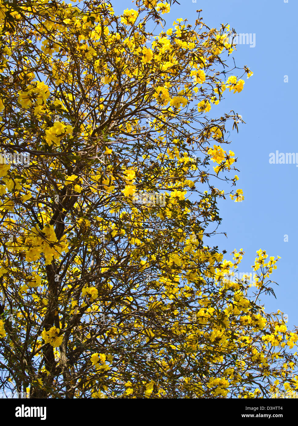 Tabebuia chrysotricha (Mart. ex DC.) Standl, Chiang Rai, Thailandia Foto Stock