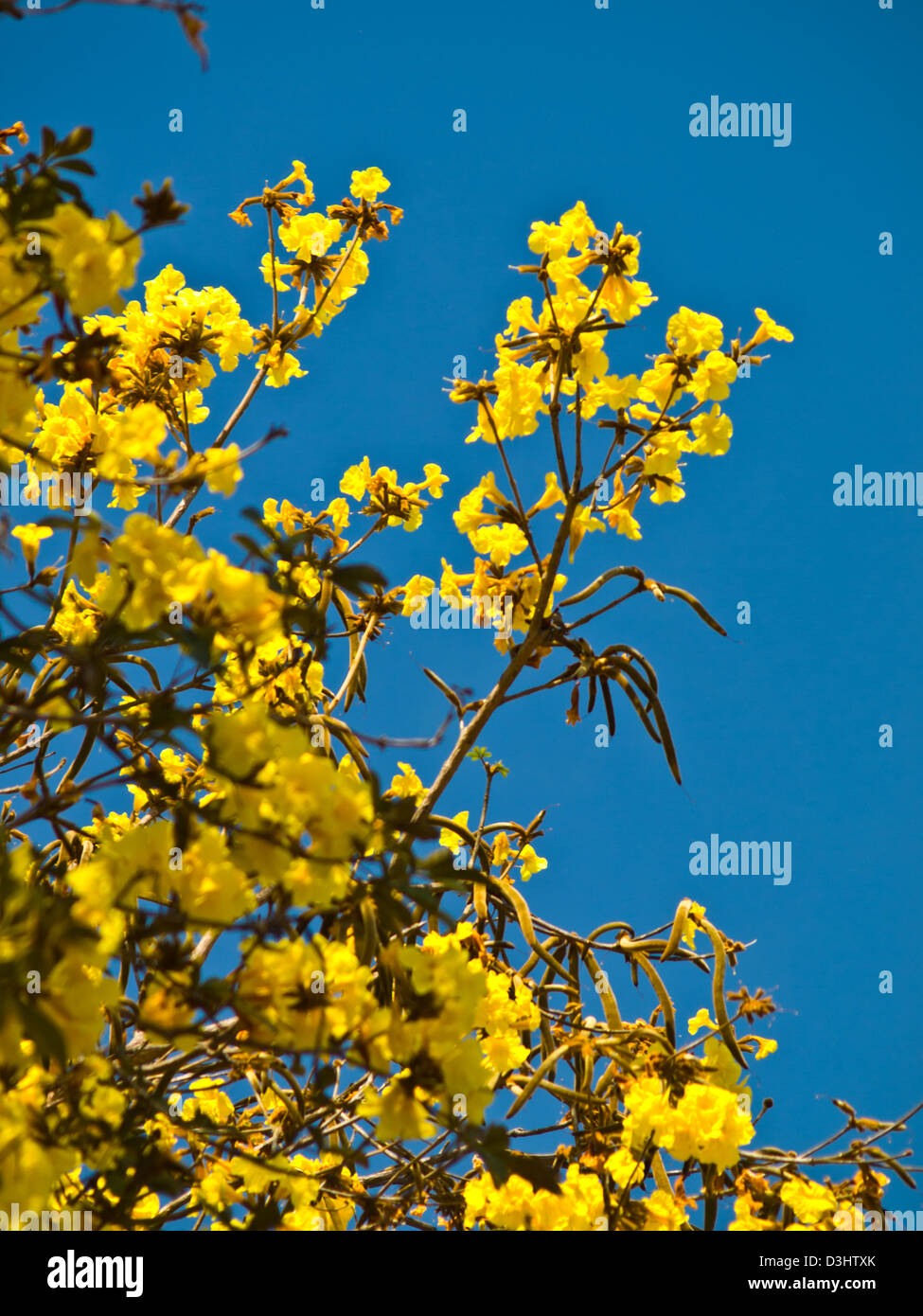 Tabebuia chrysotricha (Mart. ex DC.) Standl, Chiang Rai, Thailandia Foto Stock