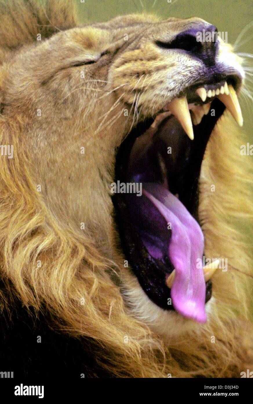 (Dpa) - Lion " Hessi' svela i suoi denti e la lingua come se partecipate ad una foto opportunità per i Lions allo zoo di Francoforte sul Meno, Germania, 30 gennaio 2004. Foto Stock