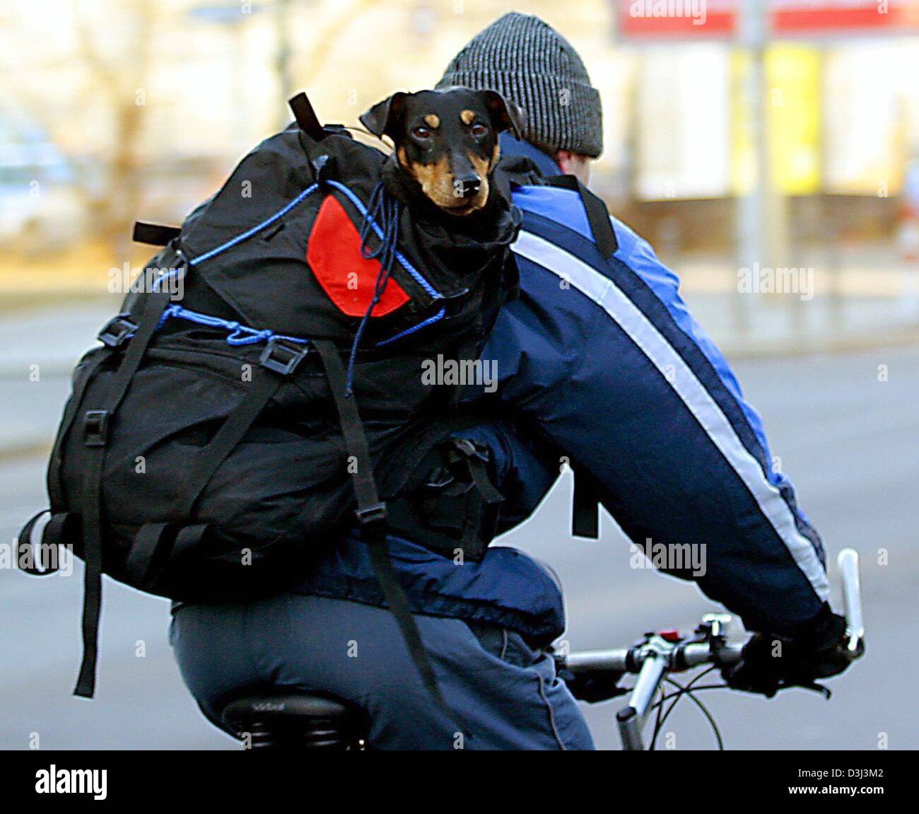 (Dpa) - Un piccolo cane guarda fuori da uno zaino di un ciclista in Berlino, 4 gennaio 2004. In questo modo i cani avranno un po' di aria fresca senza bagnarsi i piedi... Foto Stock