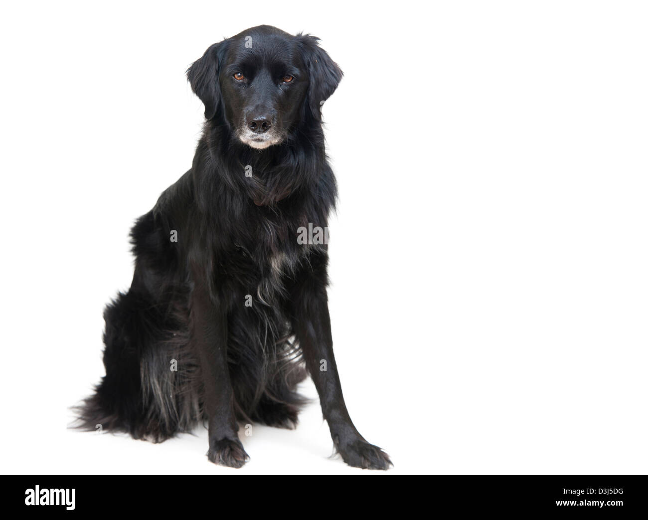 Cane nero, colly cross flat coat retriever su sfondo bianco Foto Stock