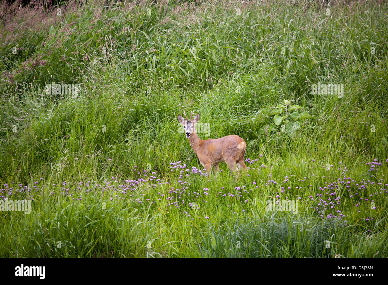 Un maschio di capriolo, un cervo maschio Foto Stock