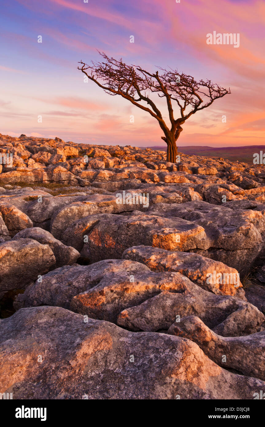 Yorkshire Dales National Park Twistleton Scar Twisted Tree in Limestone pavement Twistleton Scar End Twistleton Scar Scars Ingleton Yorkshire Dales UK GB Foto Stock