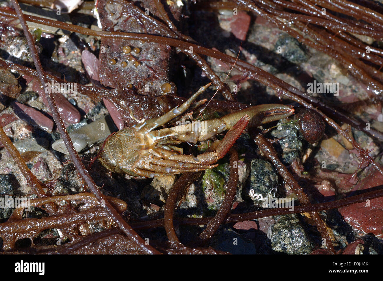 Esegui uno squat lobster (Galathea squamifera: Galatheidae) lato inferiore in un rockpool sulla sponda inferiore REGNO UNITO Foto Stock