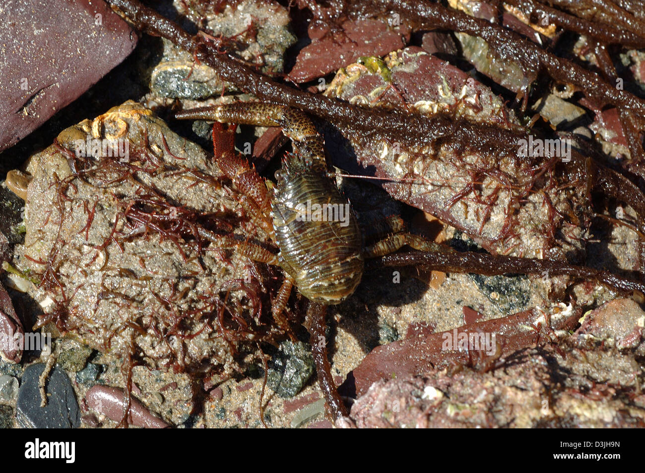 Esegui uno squat lobster (Galathea squamifera: Galatheidae) in un rockpool sulla sponda inferiore REGNO UNITO Foto Stock