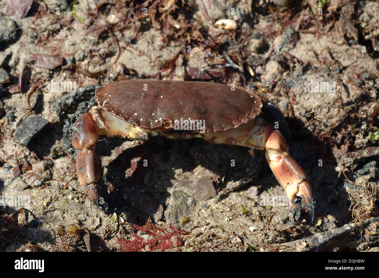 Granchio di mare (Cancer pagurus) esposta a bassa marea, UK. Foto Stock