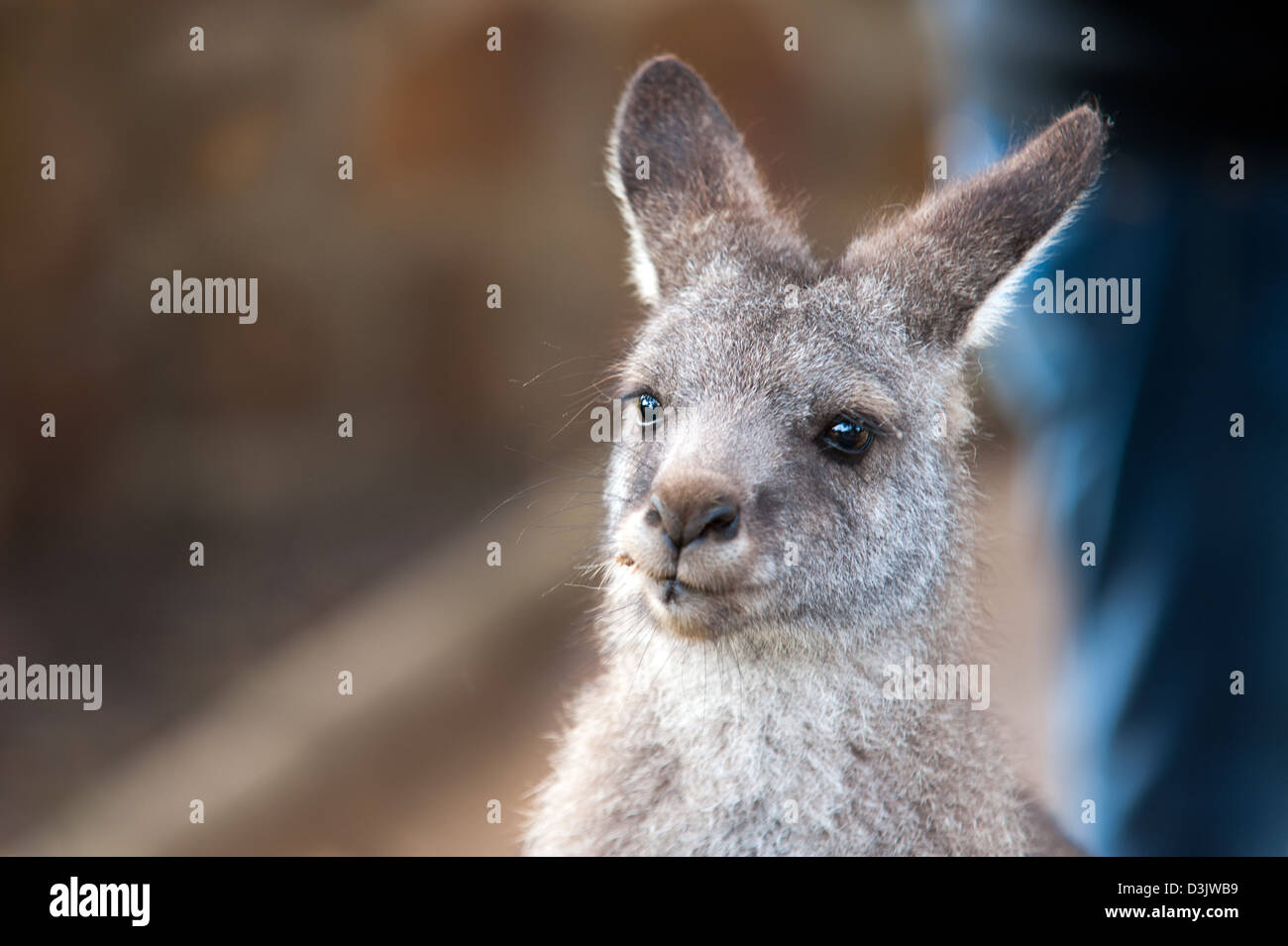 Un close-up di un canguro che mostra la testa e spalle. Foto Stock