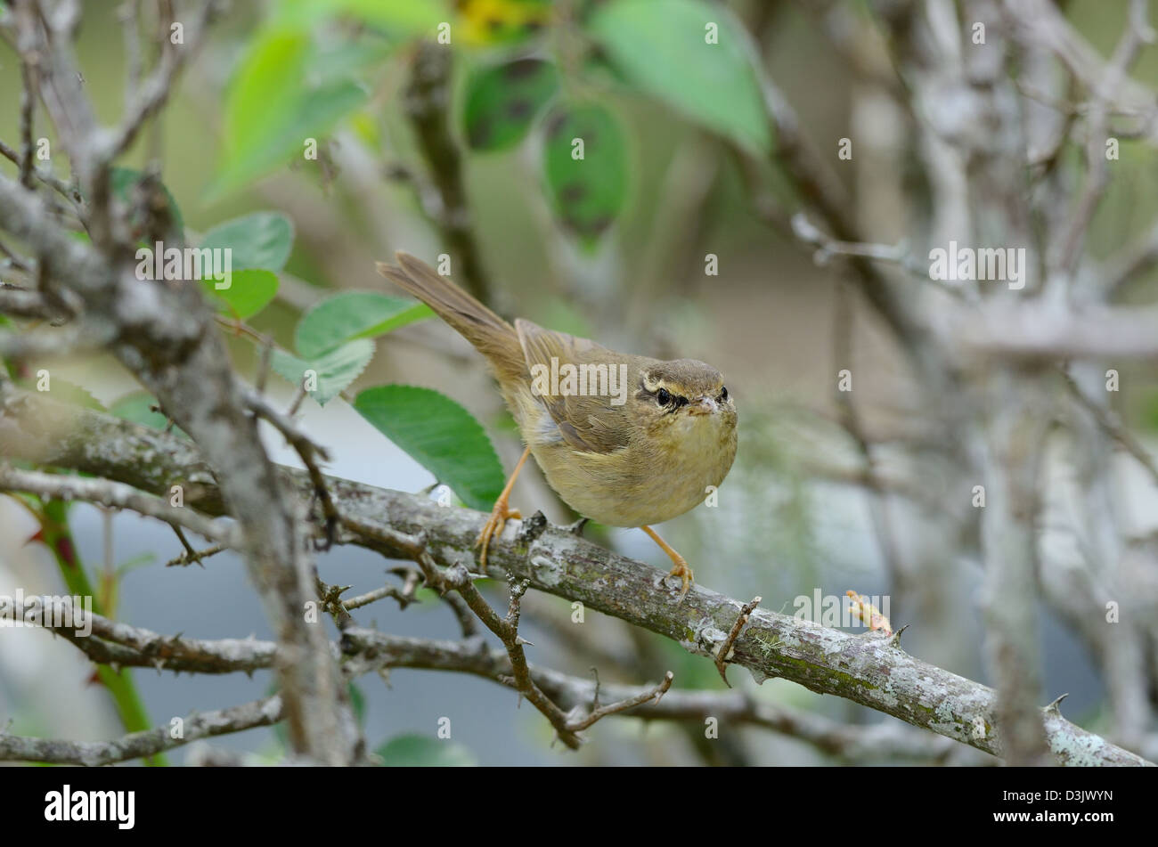 Bella radde il trillo(Phylloscopus schawarzi) nella foresta thailandese Foto Stock