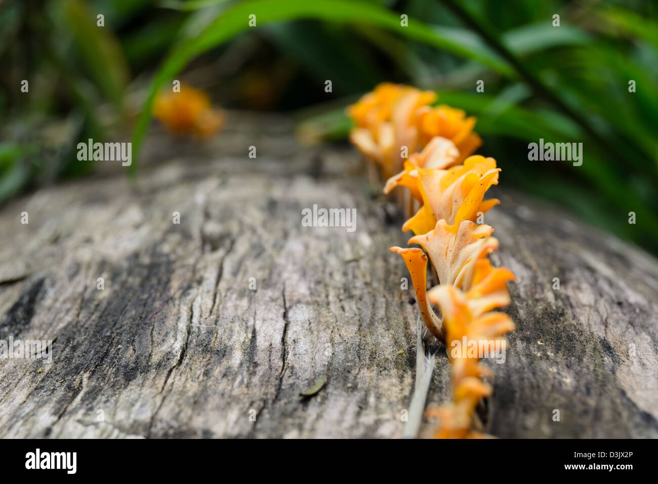 Close up arancione tropicale funghi crescono su un ceppo di albero Foto Stock