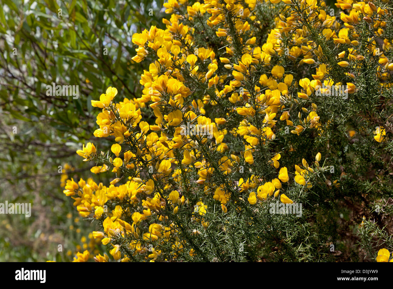Gorse giallo nel Parco Nazionale Abel Tasman, Nuova Zelanda Foto Stock