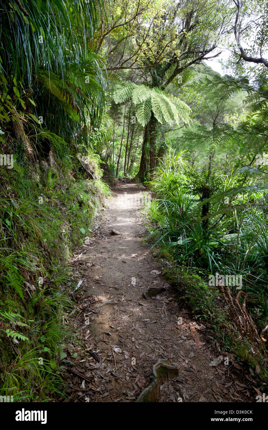 Percorso a piedi nella foresta di Richmond Park, Nuova Zelanda Foto Stock