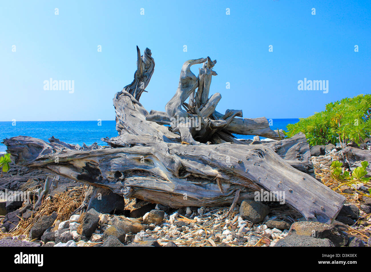 Driftwood ceppo di albero a "pietra viva Chiesa' in Kailua-Kona, Hawaii Foto Stock