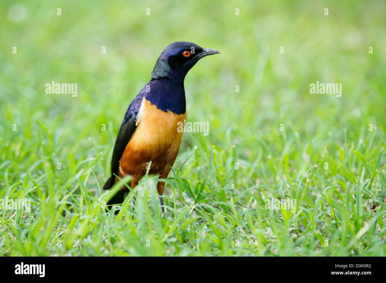 Hildebrandt's Starling (Lamprotornis hildebrandti), Ol Pejeta Wildlife Conservancy, Laikipia, Kenya Foto Stock