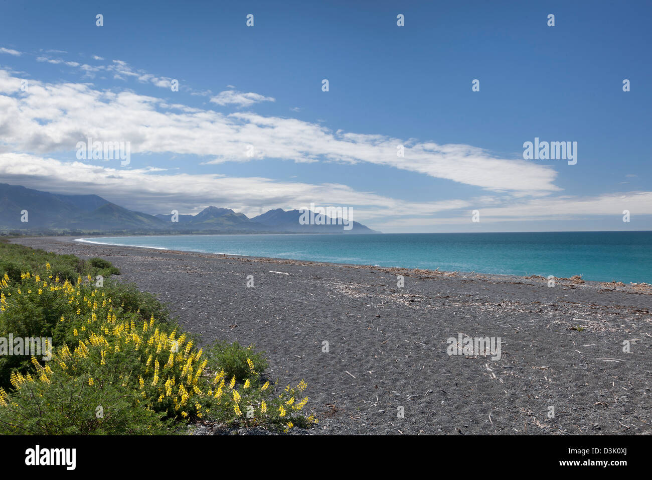 Spiaggia a Kaikoura con giallo di lupini in primavera, Nuova Zelanda Foto Stock