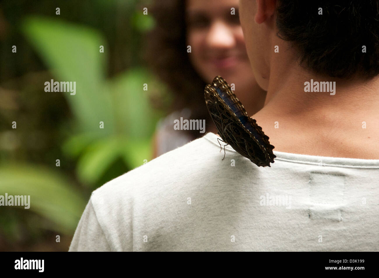 Stupenda farfalla terre sulla spalla mans Foto Stock