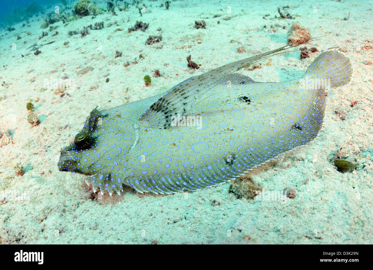 Peacock Passera pianuzza sulla sabbia sulla barriera corallina caraibica. Foto Stock