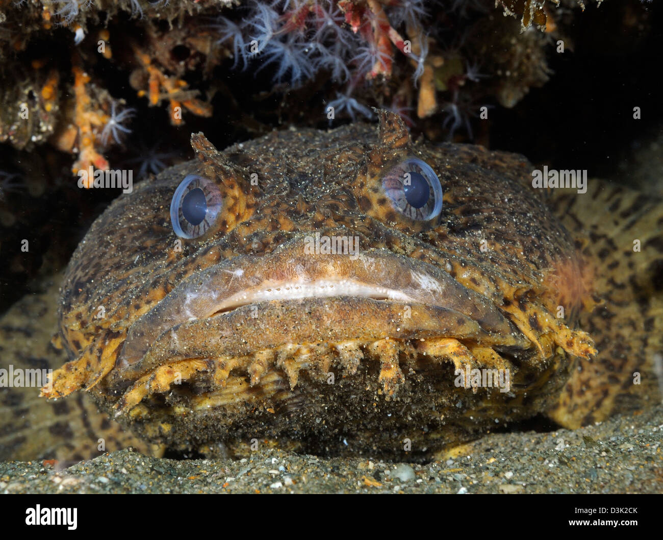 Oyster Toadfish, Oceano Atlantico. Foto Stock