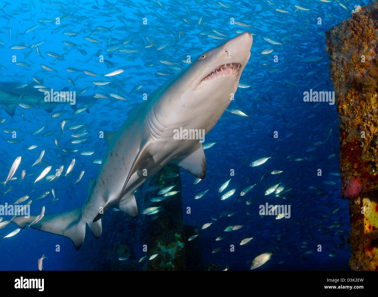 Sabbia Tiger Shark sul relitto del Cutter USCG Spar, parte del reef artificiale programma in North Carolina. Foto Stock