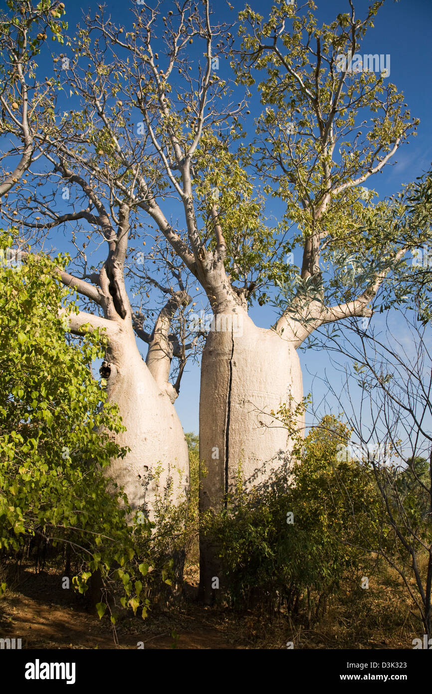 Alberi Boab, Gregorio, il Parco Nazionale del Territorio del Nord, l'Australia Foto Stock